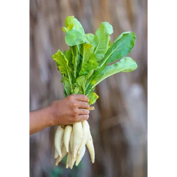 Fresh Radish